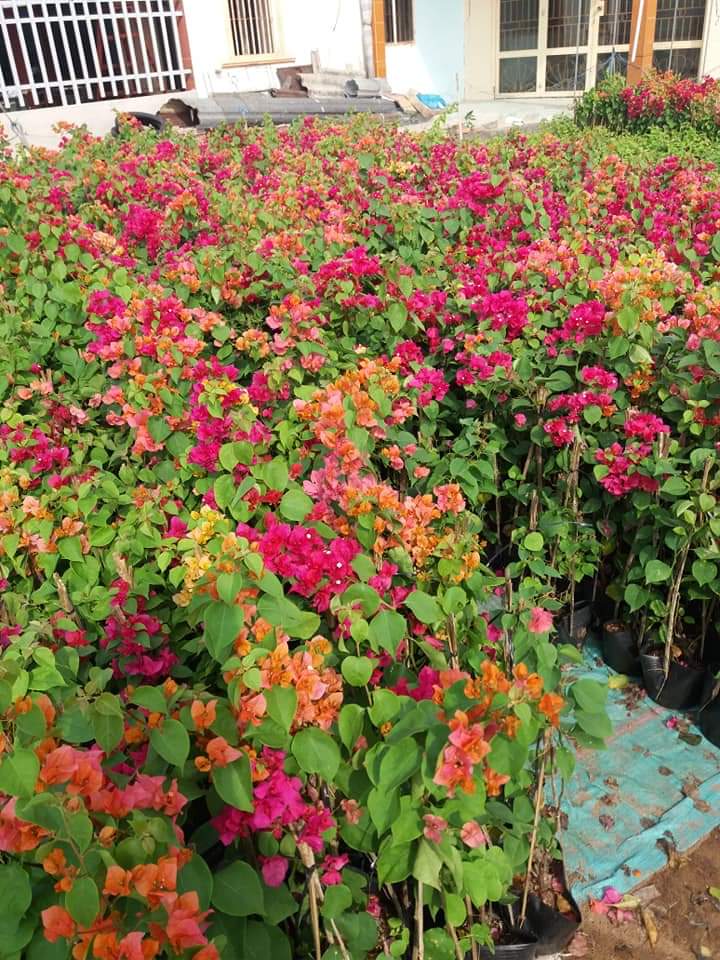 Bảng giá chăm sócây xanh tại nhà ở Vũng Tàu