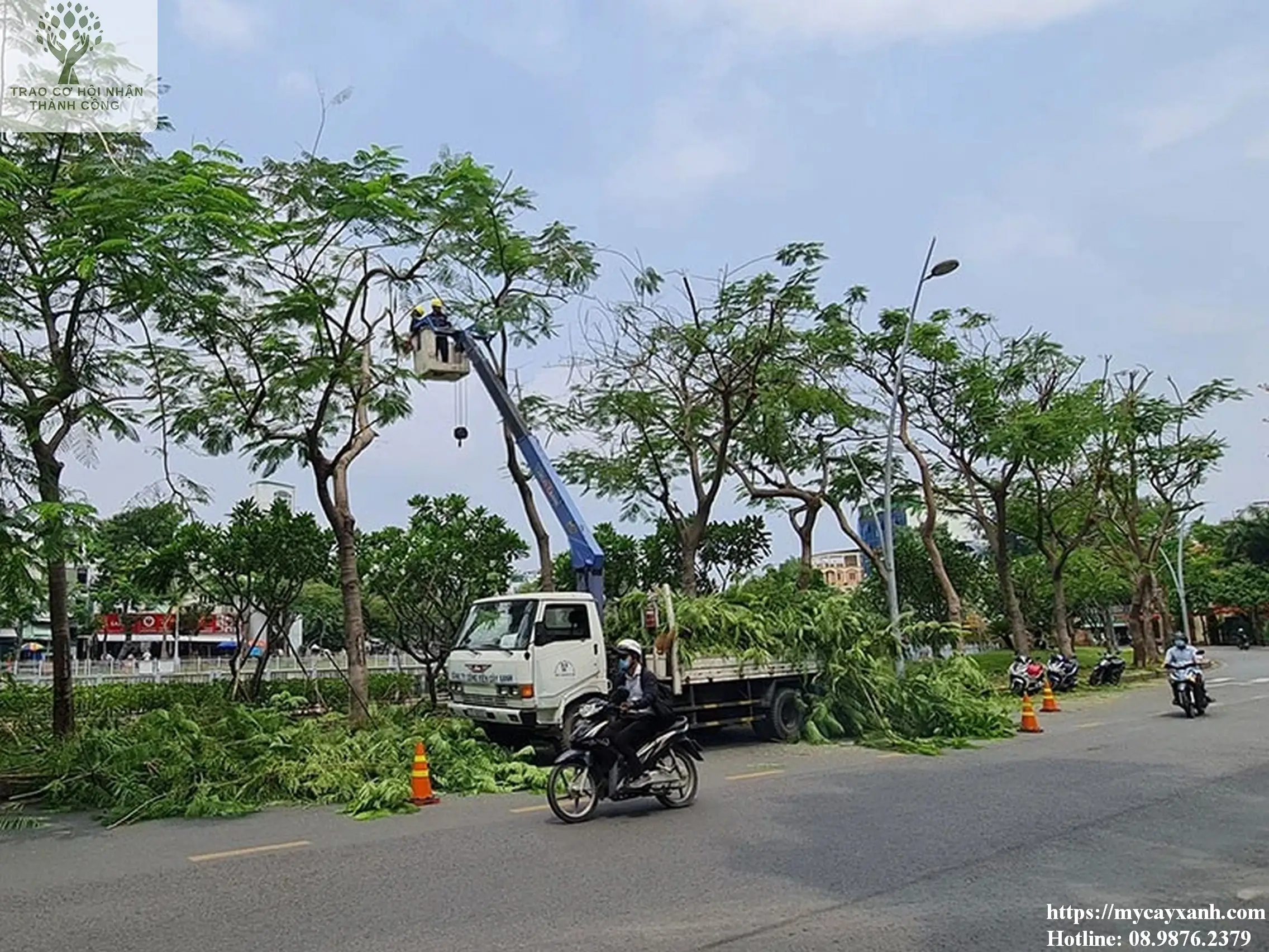 Dịch vụ cắt tỉa cây xanh Vũng Tàu năm 2023