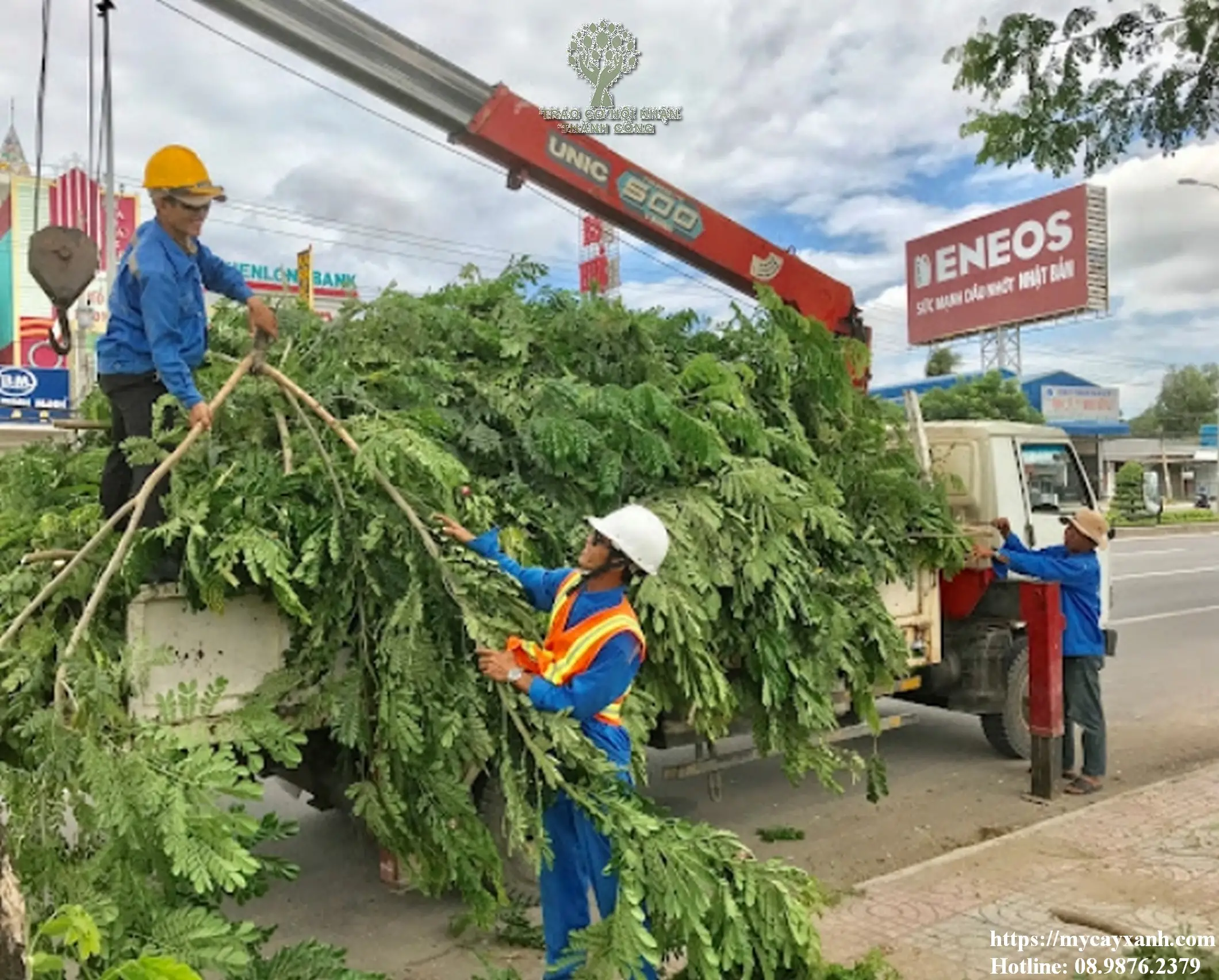 Hướng dẫn thủ tục di dời cây xanh trước nhà năm 2023